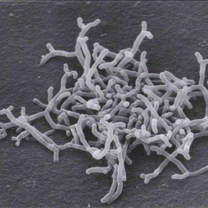 BIFIDOBACTERIUM